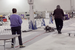2-Wispynook-Alfie-CGC-Test-2