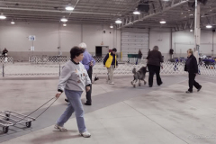 3-Wispynook-Alfie-CGC-Test-3