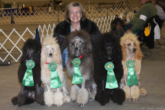 4-Wispynook-Poodles-5-AKC-CGC_s-in-one-night-Debbie-Calnan