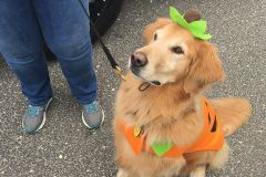 parade-9-18-cookie