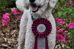 1-Rennie-Wispynook_s-Blondie-Singing-In-The-Rain-Fast-Cat-BCAT-Win-DN-DJ-Certifed-Therapy-Dog_