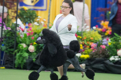 Strauss-GCH-Wispynook_s-First-Opera-By-Strauss-CGC-TKN-Multi-Group-Placing-Multi-NOHS-Group-winning