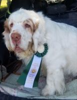 Farm Dog