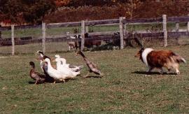 Herding