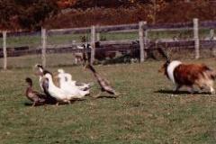 whinsy_ducks2_1_-270x163