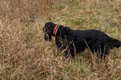 Diva-hunting