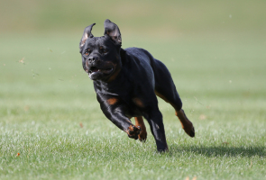 Lure Coursing/Fast CAT