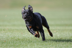 9-Taika-Rottweiler-Lure-Coursing