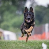 Fast-Cat