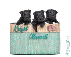 PUPPIES!!!!!!!!!!!