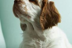2001103_puppies_266