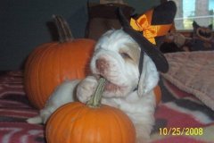 Halloween-puppy
