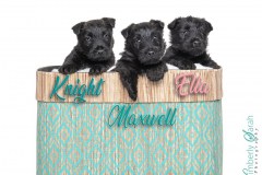 Scotty-puppies