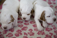 puppies032