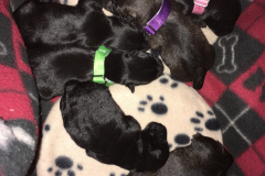 scottie-puppies-2
