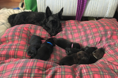 scottie-puppies-3