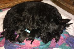 scottie-puppies-4