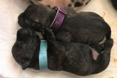 scottie-puppies