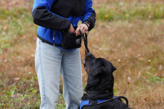 1-Taika-Rottweiler-Scent-Work-USCSS