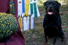 2-Taika-Rottweiler-Scent-Work-2