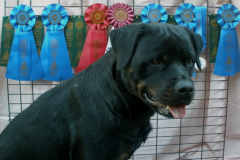3-Taika-Rottweiler-Scent-Work-3