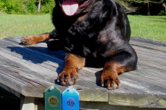 4-Taika-Rottweiler-Scent-Work-4