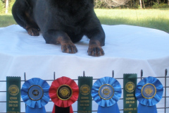 6-Taika-Rottweiler-Scent-Work-6
