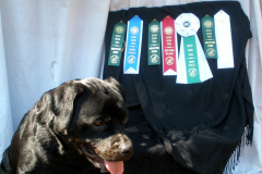 7-Taika-Rottweiler-Scent-Work
