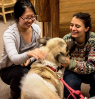 Therapy Dog