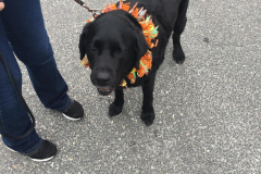 Therapy-Dog-Kemo